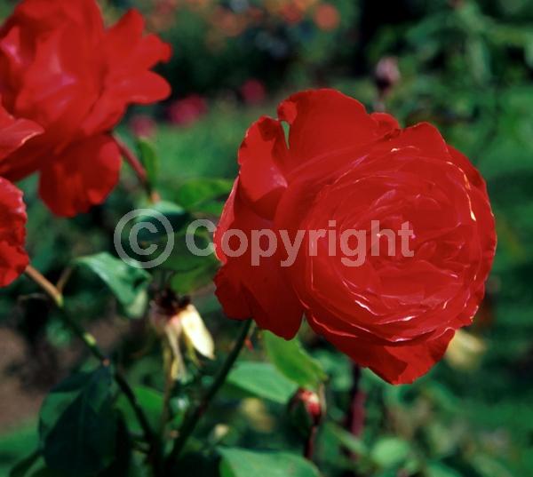 Red blooms; Deciduous; Broadleaf