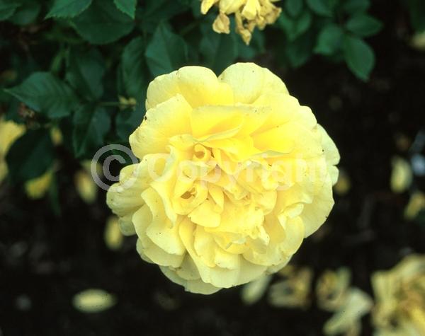 Yellow blooms; Deciduous; Broadleaf