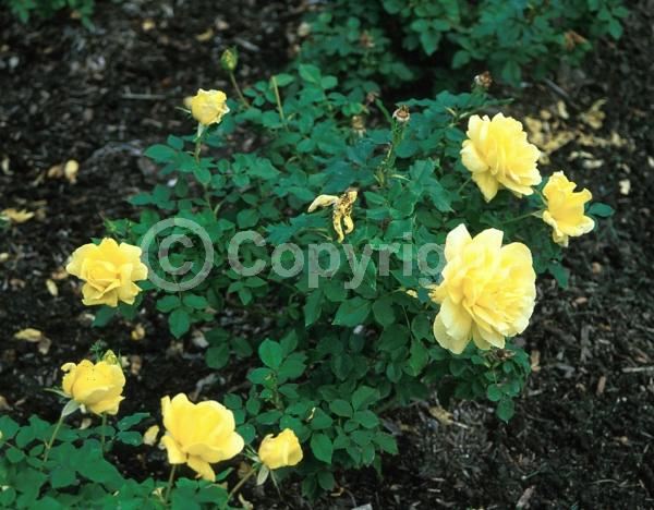 Yellow blooms; Deciduous; Broadleaf