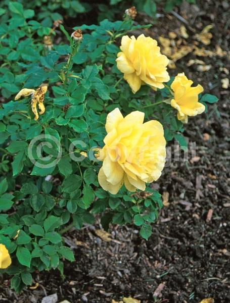 Yellow blooms; Deciduous; Broadleaf