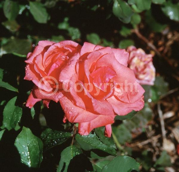 Red blooms; Salmon blooms; Deciduous; Broadleaf