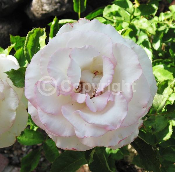 Pink blooms; Deciduous; Broadleaf