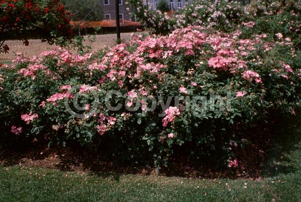 Pink blooms; Deciduous; Broadleaf