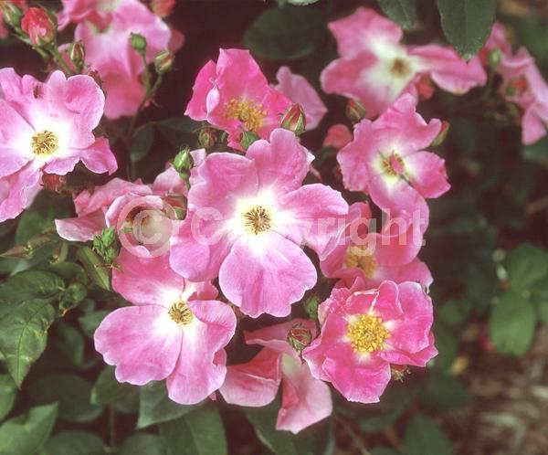 Pink blooms; Deciduous; Broadleaf