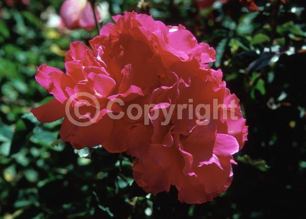 Purple blooms; Lavender blooms; Deciduous; Broadleaf