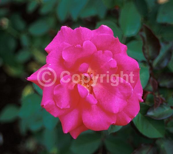 Purple blooms; Lavender blooms; Deciduous; Broadleaf