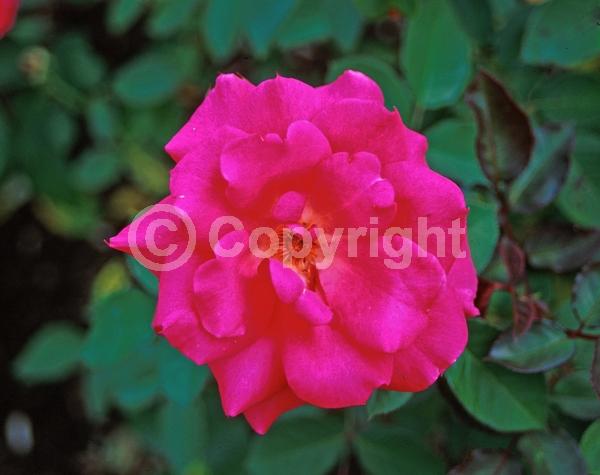 Purple blooms; Lavender blooms; Deciduous; Broadleaf