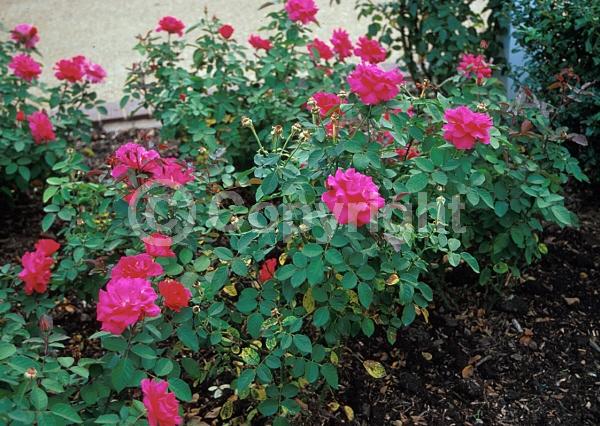 Purple blooms; Lavender blooms; Deciduous; Broadleaf