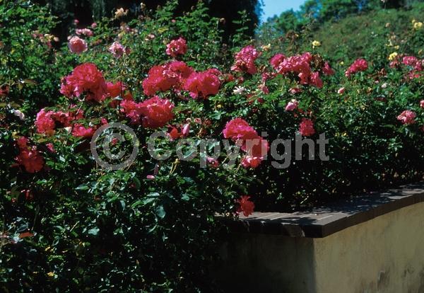 Purple blooms; Lavender blooms; Deciduous; Broadleaf