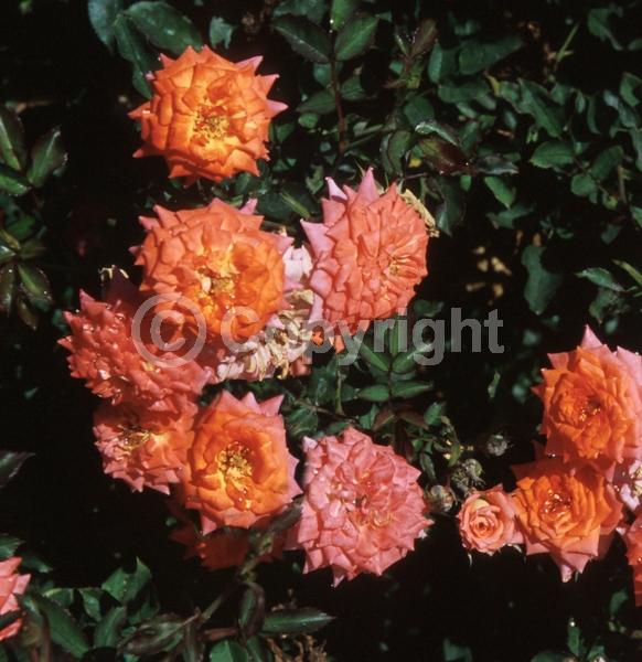 Orange blooms; Pink blooms; Salmon blooms; Deciduous; Broadleaf