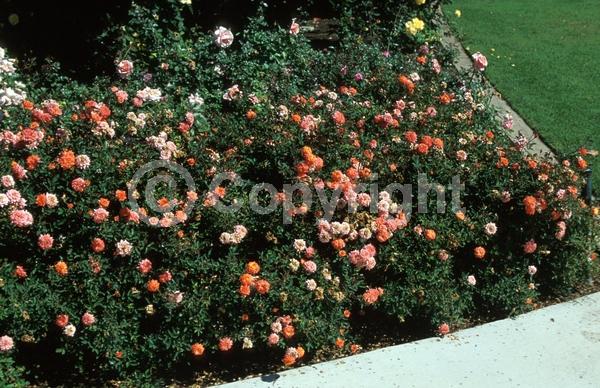 Orange blooms; Pink blooms; Salmon blooms; Deciduous; Broadleaf