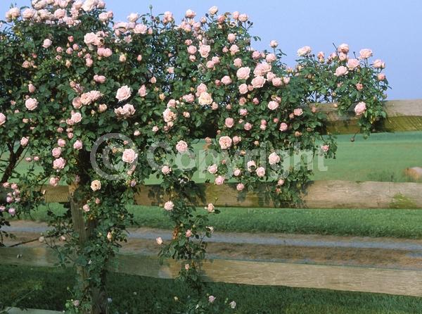 Pink blooms; Deciduous