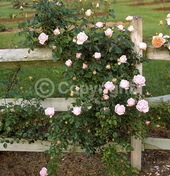 Pink blooms; Deciduous