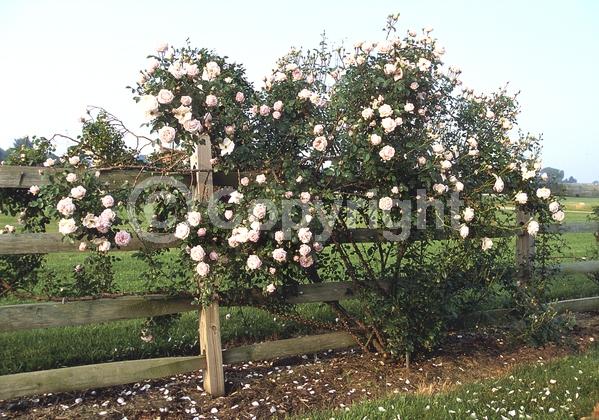 Pink blooms; Deciduous
