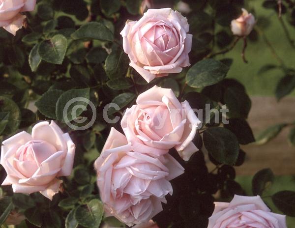 Pink blooms; Deciduous