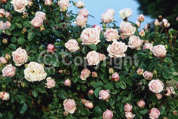 Pink blooms; Deciduous