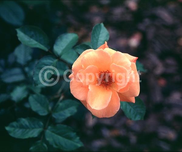Orange blooms; Salmon blooms; Deciduous; Broadleaf