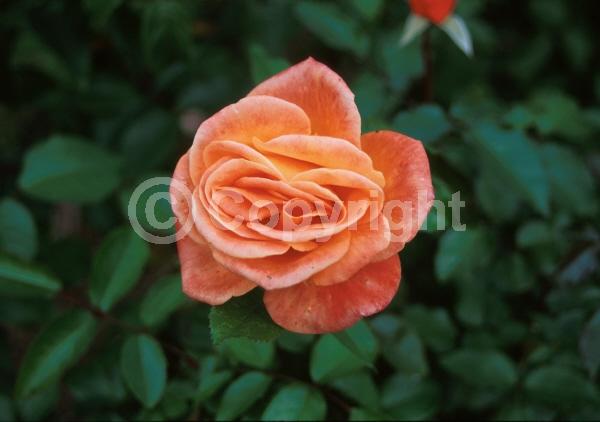 Orange blooms; Salmon blooms; Deciduous; Broadleaf