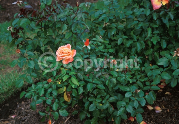 Orange blooms; Salmon blooms; Deciduous; Broadleaf