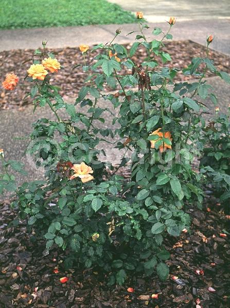 Orange blooms; Salmon blooms; Deciduous; Broadleaf