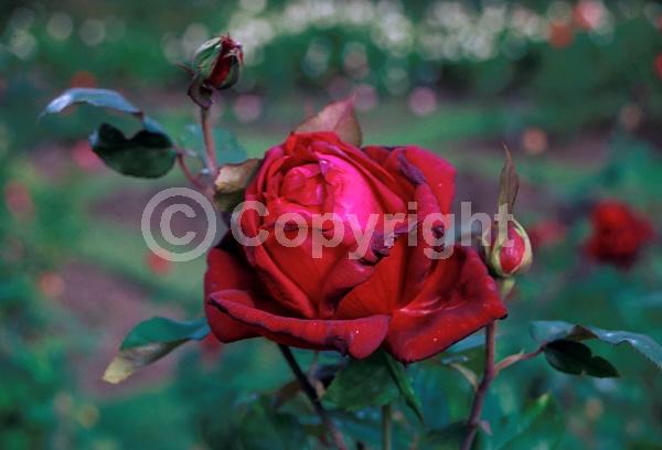 Red blooms; Deciduous; Broadleaf