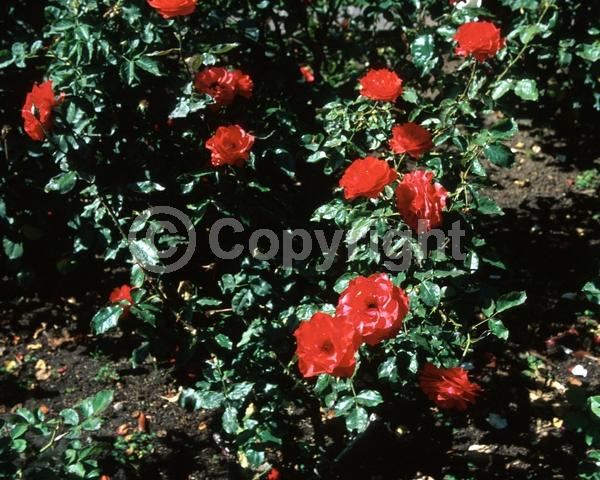 Red blooms; Deciduous; Broadleaf