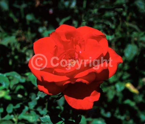 Red blooms; Deciduous; Broadleaf