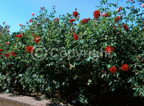 Red blooms; Deciduous; Broadleaf
