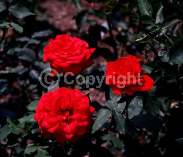 Red blooms; Deciduous; Broadleaf