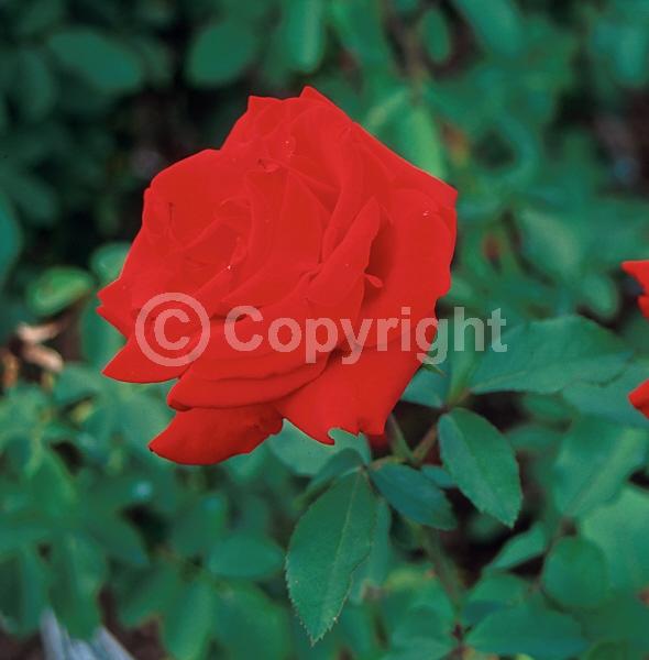 Orange blooms; Deciduous; Broadleaf
