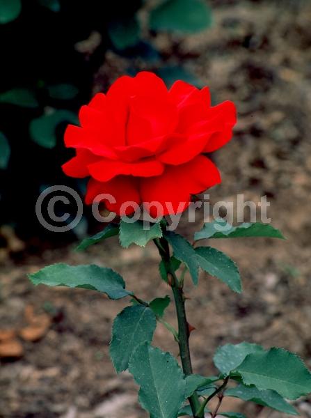 Orange blooms; Deciduous; Broadleaf