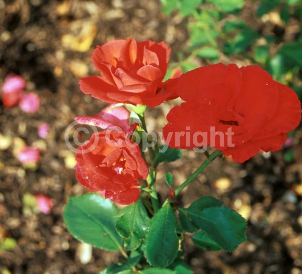 Orange blooms; Deciduous; Broadleaf