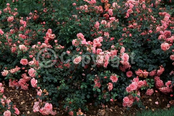 Pink blooms; Deciduous; Broadleaf