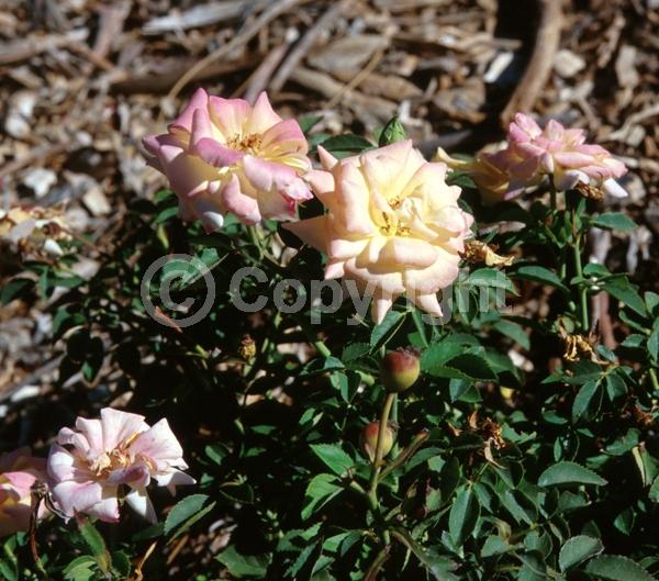 Yellow blooms; Pink blooms; Deciduous; Broadleaf
