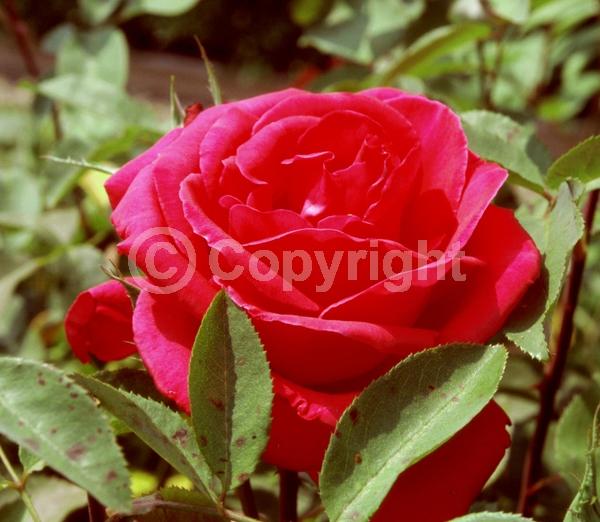 Red blooms; Deciduous; Broadleaf