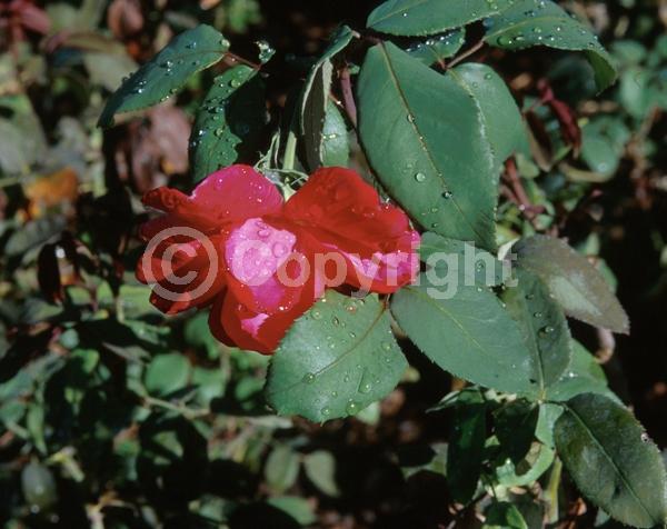 Red blooms; Deciduous; Broadleaf