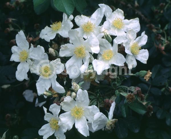 White blooms; Deciduous; Broadleaf