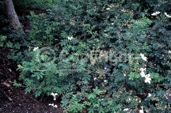White blooms; Deciduous; Broadleaf