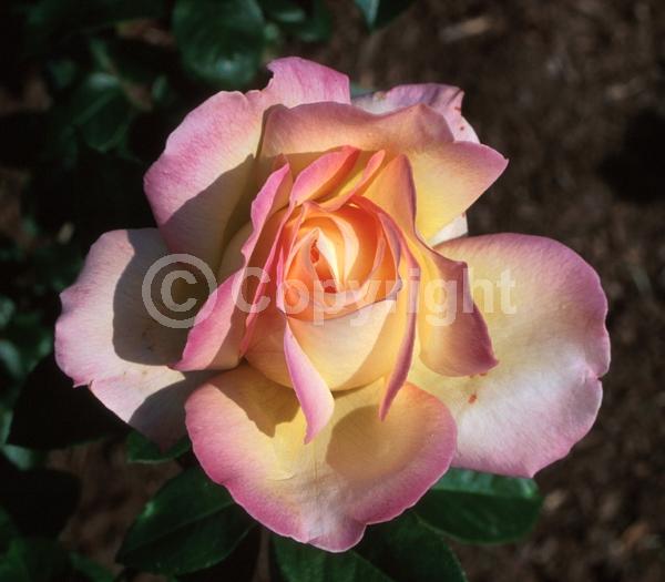 Yellow blooms; Pink blooms; Deciduous; Broadleaf