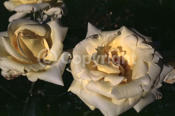 Yellow blooms; Deciduous; Broadleaf