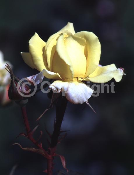 Orange blooms; Pink blooms; Salmon blooms; Deciduous; Broadleaf