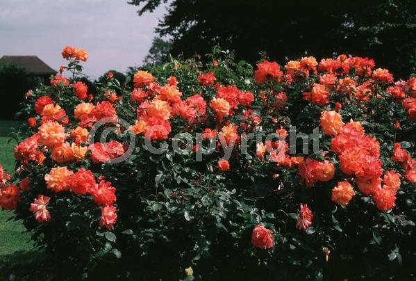 Orange blooms; Deciduous; Broadleaf