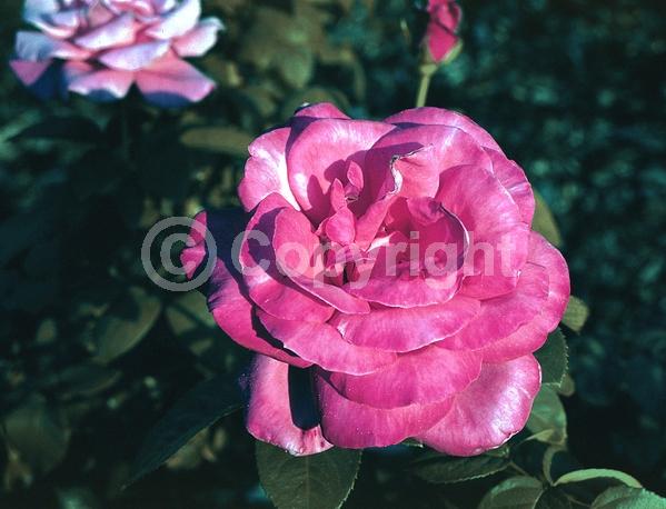 Pink blooms; Deciduous; Broadleaf