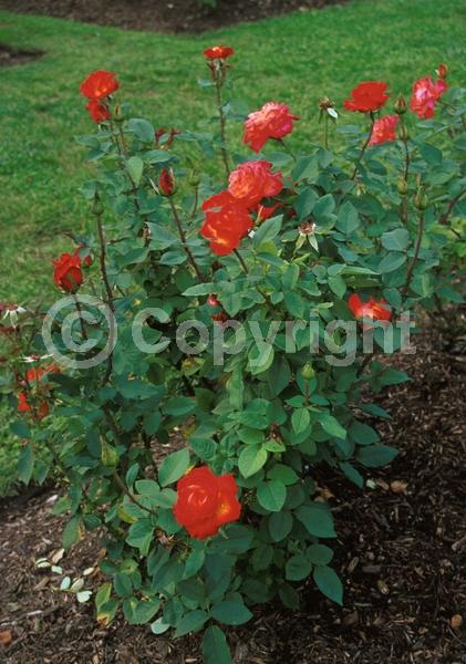 Red blooms; Orange blooms; Deciduous; Broadleaf