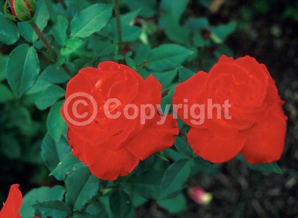 Red blooms; Orange blooms; Deciduous; Broadleaf