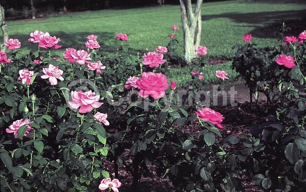 Pink blooms; Deciduous; Broadleaf
