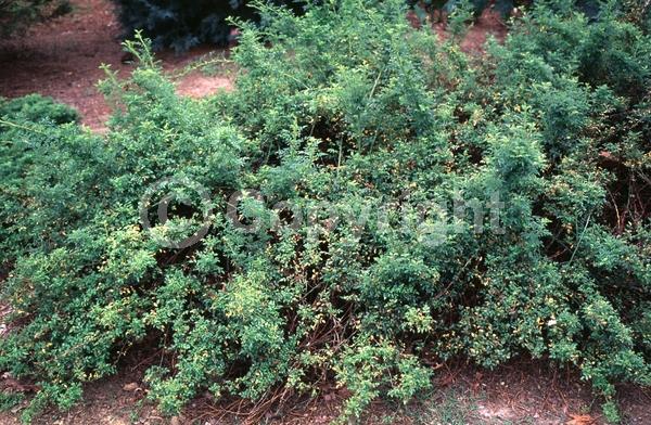 Pink blooms; Deciduous; Broadleaf