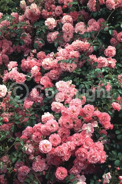 Pink blooms; Deciduous; Broadleaf