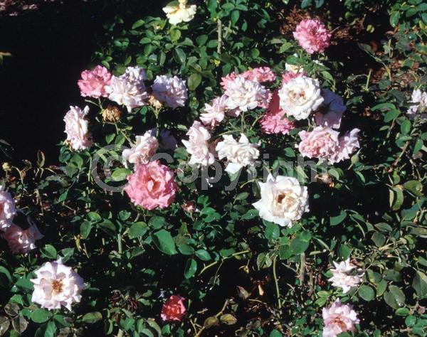 Yellow blooms; White blooms; Deciduous; Broadleaf