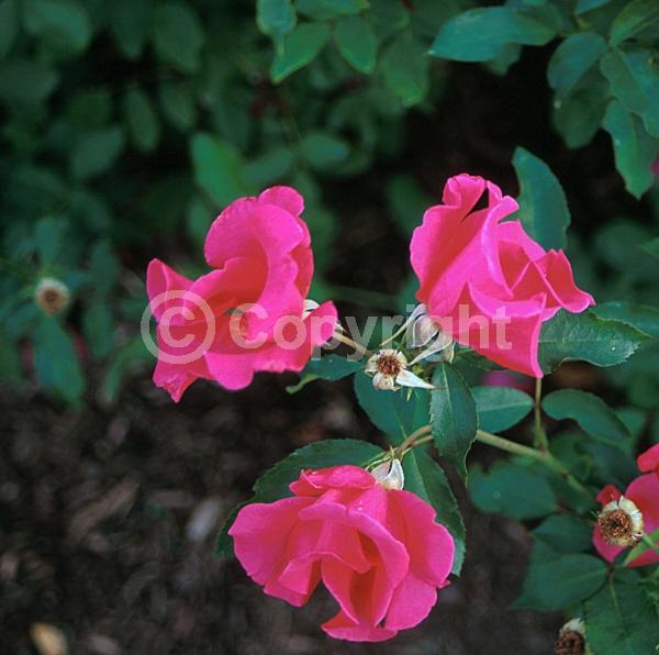 Pink blooms; Deciduous; Broadleaf